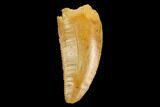 Serrated, Raptor Tooth - Real Dinosaur Tooth #124284-1